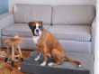 Фото - лежаки, матрасы, коврики и домики Harley & Cho OLIVER VELUR GRAY ортопедический матрас для собак, серый