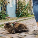Фото - шлейки, ошейники Max & Molly Urban Pets Cat Harness/Leash Set шлея с поводком для кошек Tropical