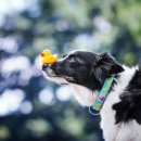 Фото - амуніція Max & Molly Urban Pets Smart ID Collar нашийник для собак з QR-кодом Ducklings