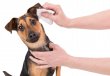 Фото - для вух Trixie Eye-Care серветки для догляду за вухами тварин (29416)