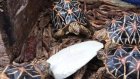 Фото - корм для черепахи Trixie Крейда для рептилій (76385)