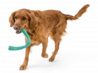 Фото - іграшки West Paw SEAFLEX SNORKL іграшка для собак БУМЕРАНГ, смарагдовий
