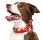 Фото - амуниция Collar Brilliance - Ошейник кожаный двойной для собак со стразами