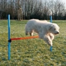 Фото - дрессировка и спорт Trixie Hurdle - барьер для тренировки собак (3207)