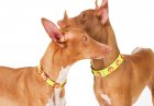 Фото - амуниция CoLLaR Glamour - кожанный ошейник для собак с украшением аппликация