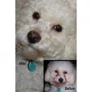 Фото - для очей Eye Envy SOLUTION лосьйон від слізних плям для собак ЗАВИДНІ ОЧІ, 59 мл