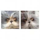 Фото - для очей Eye Envy SOLUTION лосьйон від слізних плям для кішок ЗАВИДНІ ОЧІ, 56,7 мл