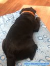Фото - лежаки, матраси, килимки та будиночки Trixie COOLING MAT охолодний килимок для собак і кішок СВІТЛО-БЛАКИТНИЙ