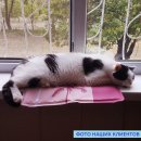 Фото - лежаки, матрасы, коврики и домики Trixie Cooling Mat - Подстилка охлаждающая для собак и кошек РОЗОВАЯ