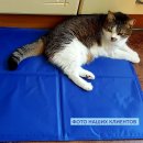 Фото - лежаки, матраси, килимки та будиночки Trixie Cooling Mat - Охолодний килимок для собак та кішок