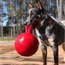 Фото - іграшки Jolly Pets TUG-N-TOSS іграшка для собак, м'яч з ручкою ВЕЛИКИЙ