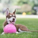 Фото - іграшки Jolly Pets BOUNCE-N-PLAY іграшка для собак, м'яч СЕРЕДНИЙ