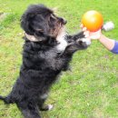 Фото - іграшки Jolly Pets BOUNCE-N-PLAY іграшка для собак, м'яч МАЛИЙ