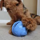 Фото - іграшки Jolly Pets MONSTER BALL іграшка для собак, монстр
