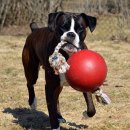 Фото - іграшки Jolly Pets ROMP-N-ROLL іграшка для собак, м'яч з канатом ВЕЛИКИЙ