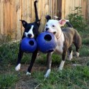 Фото - игрушки Jolly Pets TEASER BALL игрушка для собак, мяч в мяче СРЕДНИЙ