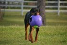 Фото - игрушки Jolly Pets TEASER BALL игрушка для собак, мяч в мяче БОЛЬШОЙ