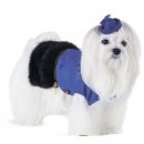 Фото - одежда Pet Fashion ФРАНЧЕСКА жакет с мехом для собак