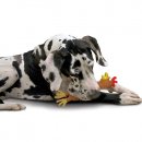 Фото - іграшки Petstages Утка Занни или Цыпленок Аст - Виниловая игрушка для собак, длина 28 см