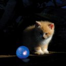 Фото - игрушки Petstages (Петстейджес) Twinkle Ball - Cветящийся мячик - Игрушка для кошек и котят, диаметр 4,5 см