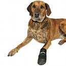 Фото - взуття Trixie Walker ProCare захисні черевики на лапи для собак