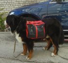 Collar Dog Extreme сумка на спину собаке 