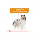 Фото - вологий корм (консерви) Royal Canin COAT CARE вологий корм для собак для краси та блиску шерсті