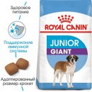 Royal Canin GIANT JUNIOR (ЮНИОРЫ ГИГАНТСКИХ ПОРОД) корм для щенков от 8-24 месяцев