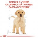Фото - сухий корм Royal Canin LABRADOR RETRIEVER PUPPY (ЛАБРАДОР РЕТРІВЕР ПАППІ) корм для цуценята до 15 місяців