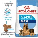 Royal Canin MAXI STARTER MOTHER & BABYDOG корм для беременных и кормящих сук и щенков крупных-пород