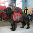 Collar Dog Extreme сумка на спину собаке 