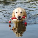 Trixie (Трикси) LONG-MOT (АПОРТ НА ВЕРЕВКЕ) плавающая игрушка для собак (3241)