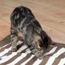 Фото - игрушки Trixie Cat Activity - игровая подстилка для кошек с отверстиями