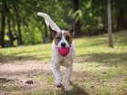Фото - игрушки West Paw BOZ DOG BALL игрушка-мяч для собак БОЛЬШОЙ