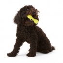 Фото - іграшки West Paw HURLEY DOG BONE іграшка-кісточка для собак МАЛЕНЬКА