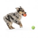 Фото - іграшки West Paw RANDO іграшка-м'яч для собак ВЕЛИКИЙ