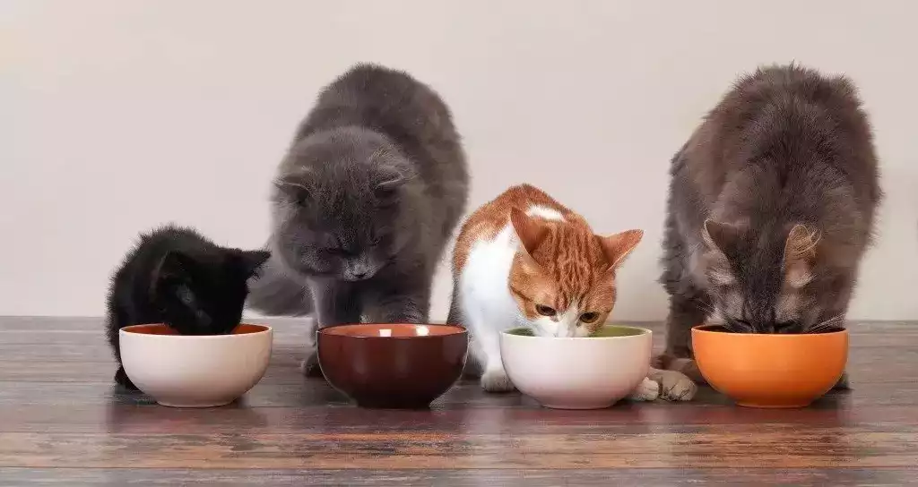 Кошку рвет после еды непереваренной. Много котов сидят. Котята с кушают фото профессиональные.