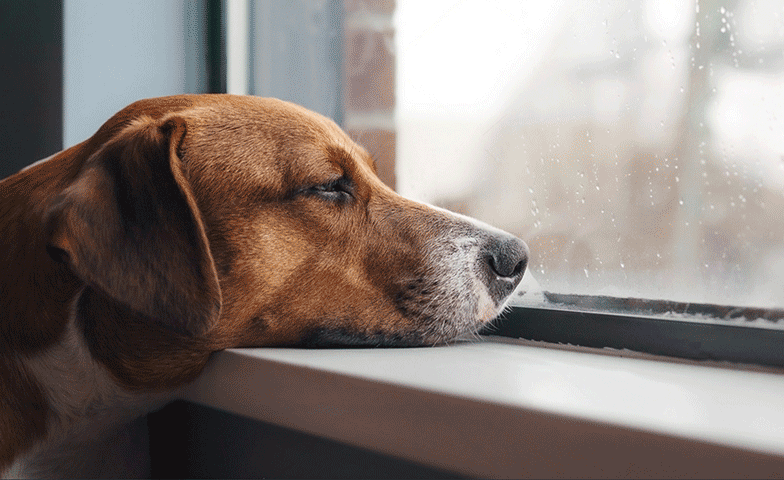 Как проявляется остеохондроз у собак?