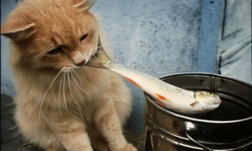 рекомендации ветеринара по употреблению рыбы для котов