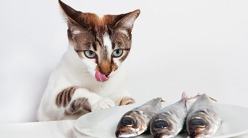 кормить кошку рыбой или нет, рыба для котов