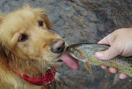 можно ли кормить собаку рыбным кормом вместо рыбы